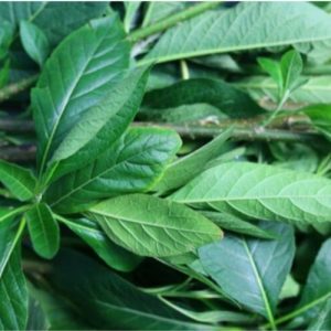 Bitter leaf