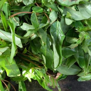 Oha leaf
