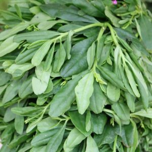 Waterleaf